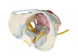 Female Pelvis with Ligaments Nerves And Pelvic Floor - Image 2