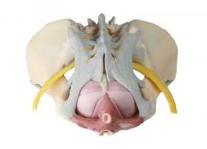 Female Pelvis with Ligaments Nerves And Pelvic Floor - Image 3