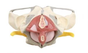 Female Pelvis with Ligaments Nerves And Pelvic Floor