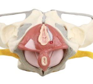 Female Pelvis with Ligaments Nerves And Pelvic Floor