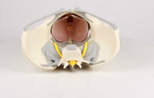 Female Pelvis with Ligaments Nerves And Pelvic Floor - Image 4