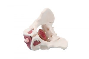Male Pelvis With Pelvic Floor Musculature - Image 2