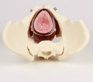 Male Pelvis With Pelvic Floor Musculature - Image 3