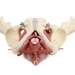 Male Pelvis With Pelvic Floor Musculature