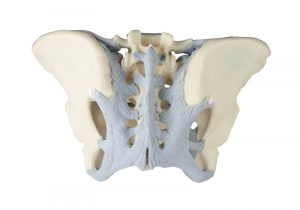 Ligamented Female Pelvis - Image 2