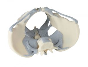 Ligamented Female Pelvis - Image 3
