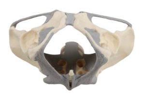 Ligamented Female Pelvis