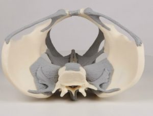 Ligamented Female Pelvis - Image 4