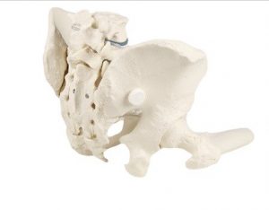 Male Pelvis With Sacrum 2 Lumbar Vertebrae - Image 2