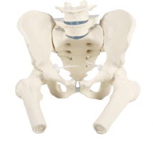 Male Pelvis With Sacrum 2 Lumbar Vertebrae