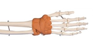 Hand And Wrist Model