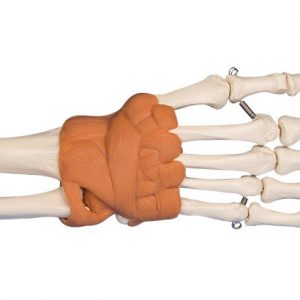 Hand And Wrist Model