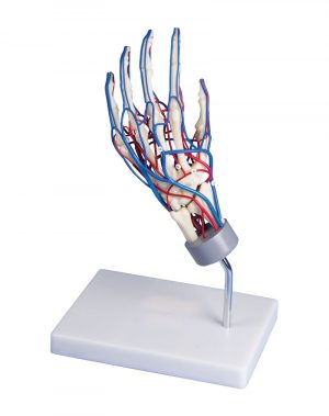 Vascular Hand Model - Image 2