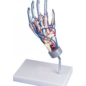 Vascular Hand Model