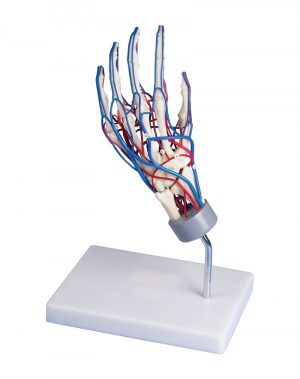 Vascular Hand Model