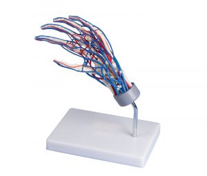 Vascular Hand Model - Image 4
