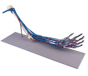 Skeleton Of Arm With Vascularization