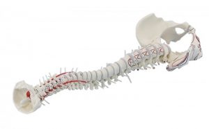 Vertebral Column With Pelvis And Muscle Markings