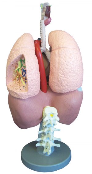 Respiratory Organs - Image 3