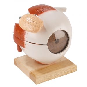 Eyeball with Functional Lens