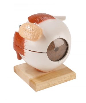 Eyeball with Functional Lens