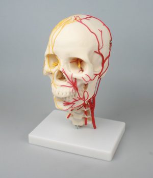 Neurovascular Skull With Brain