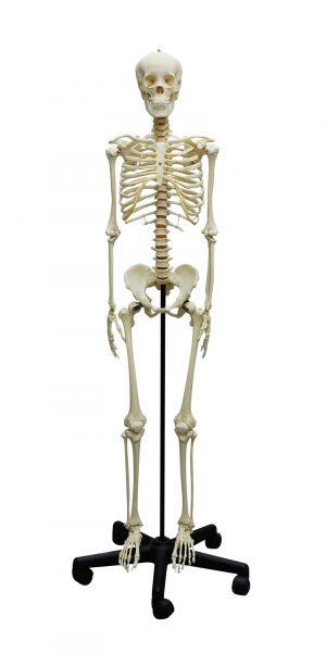 Adolescent Skeleton