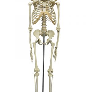Child Skeleton 5 year Old
