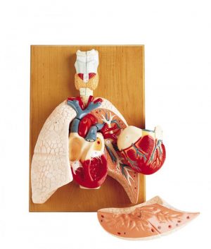 Cardiopulmonary System - Image 2