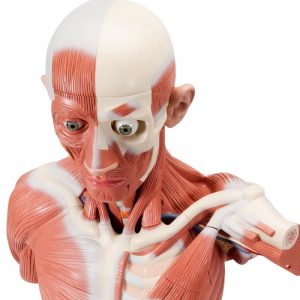 Life Size Male Muscular Figure 37 Part - Image 2