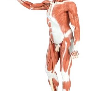 Life Size Male Muscular Figure 37 Part
