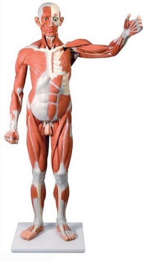 Life Size Male Muscular Figure 37 Part - Image 3