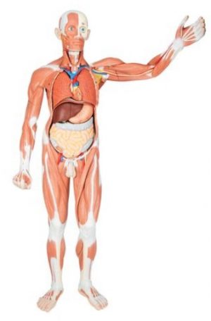 Life Size Male Muscular Figure 37 Part - Image 4
