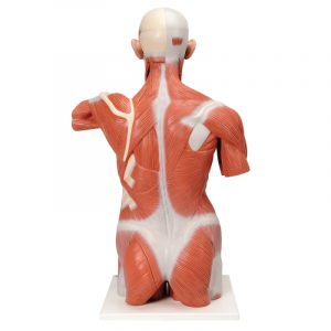 Life Size Muscle Torso Model 27 Part - Image 8