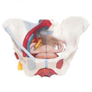 Human Female Pelvis 6 Parts - Image 2