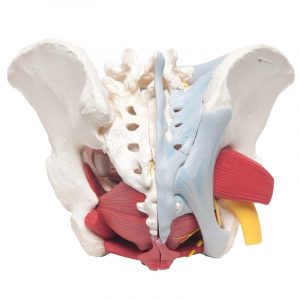 Human Female Pelvis 6 Parts - Image 3