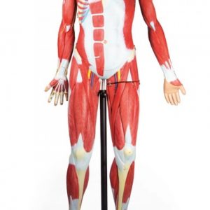 Muscular Figure 2 3 life size 30 Parts