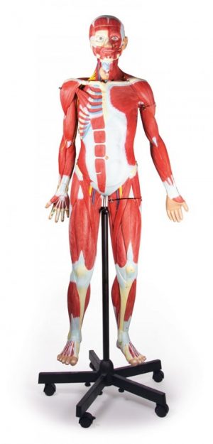 Muscular Figure 2 3 life size 30 Parts