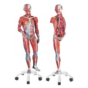 3 4 Life Size Female Muscle Model On A Metal Stand