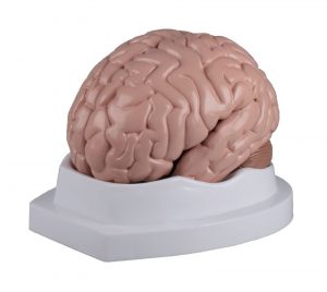 Brain Model 5 Part