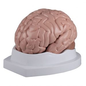 Brain Model 5 Part