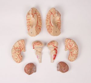 Brain Model 9 Part With Arteries