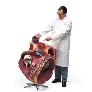 Giant Heart 8 Times Life Size