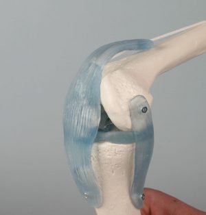 Knee Joint With Ligaments With Stand - Image 2