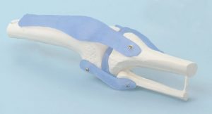 Knee Joint With Ligaments With Stand - Image 3