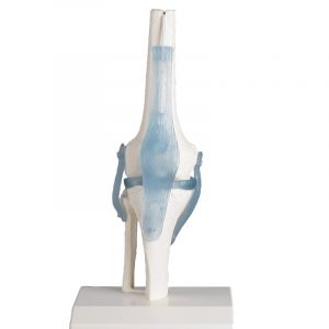 Knee Joint With Ligaments With Stand