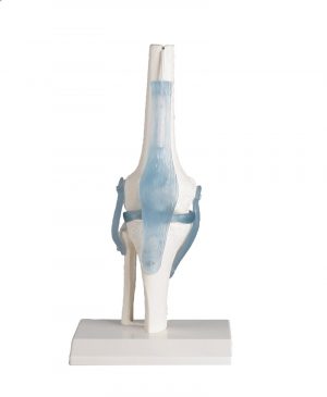 Knee Joint With Ligaments With Stand