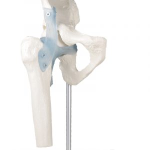 Hip Joint With Ligaments With Stand