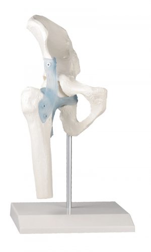 Hip Joint With Ligaments With Stand