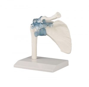 Elbow Joint With Ligaments With Stand - Image 2